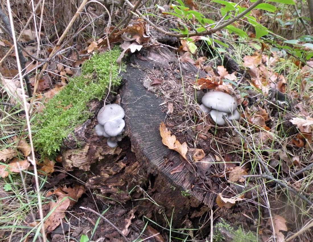 Nei boschi di Ulderico